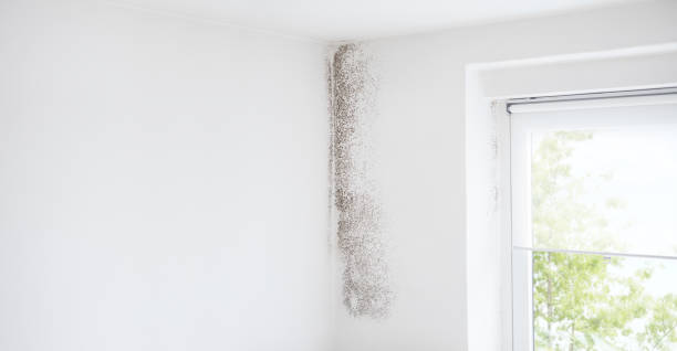 Best Black Mold Removal  in Hopwood, PA