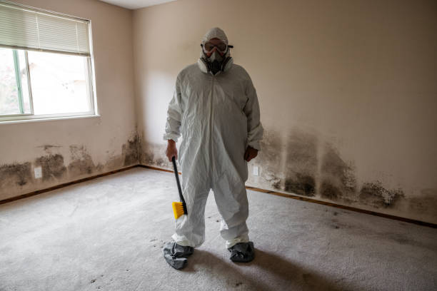 Best Mold Odor Removal Services  in Hopwood, PA