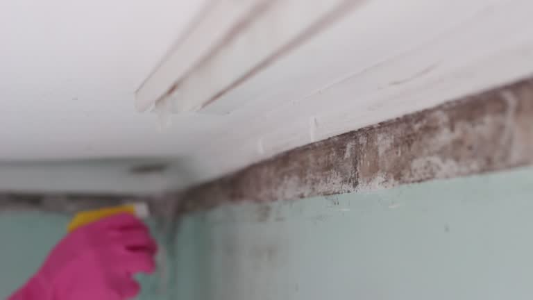 Best Residential Mold Inspection & Testing  in Hopwood, PA